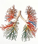 Model of branches of bronchial tree