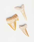 Three pointed animal teeth