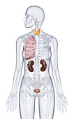Anatomical model showing human thyroid