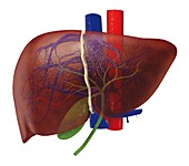 Human liver,close-up