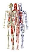 Models of human skeletal