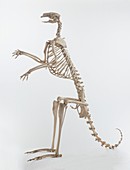 Kangaroo (Macropus),skeleton,side view