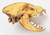 Skull of a Hyena