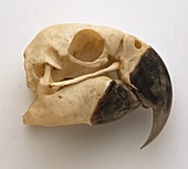 Blue yellow macaw skull