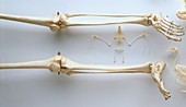human skeleton,thigh bones,leg,feet