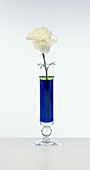White carnation in vase