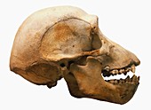 Chimpanzee skull,brain dome,eye sockets