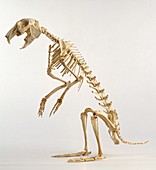 Hare skeleton,side view