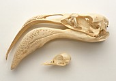 Skull of a Greater flamingo