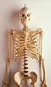 Upper part of human skeleton,skull spine