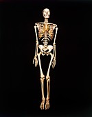 Human skeleton,front view