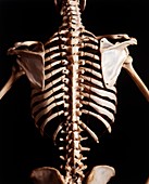 Human skeleton,rib cage