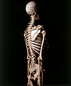 Human skeleton,shoulder blade,rib cage