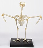 Sparrowhawk skeleton