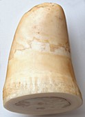 Part of Whale Tooth