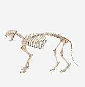 Tiger (Panthera tigris) skeleton