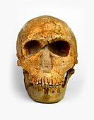 Male Neanderthal skull,front view