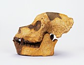 Dawn Ape (Aegyptopithecus zeuxis),skull