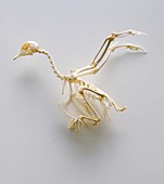 Skeleton of a pigeon,side view