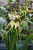 Spider orchid (Brassia 'Eternal Wind')