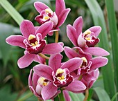 Cymbidium orchid (Cymbidium 'Darfield')