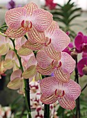 Moth orchid (Phalaenopsis)