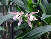 Prosthechea orchid (Prosthechea garciana)