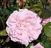 Rose 'Eglantyne' (Rosa 'Eglantyne')