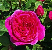 Rose Sophy's Rose (Rosa 'Auslot')