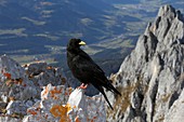 Alpine chough