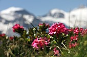 Alpenrose flowers