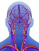 Vascular system of the head,artwork