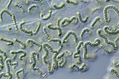 Nostoc cyanobacteria,LM