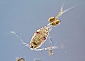 Marine copepode with Eggs,LM