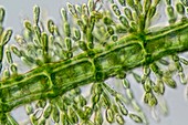 Batrachospermum alga filament,LM