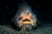 Striated frogfish