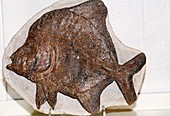 Gyrodus Circularis,fossil fish
