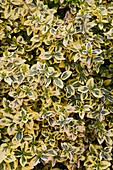 Euonymus fortunei 'Emerald n gold'