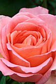 Rosa 'The Whitgift Rose'