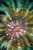 Cat's eye coral
