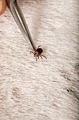 Wood tick on a horse