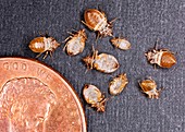 Bed bugs with a US one cent coin