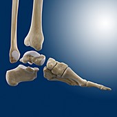 Ankle joint anatomy,artwork