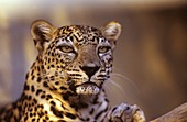 Arabian leopard (Panthera pardus)