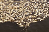 Marine Pollution - Dead fish
