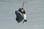 dead Heron caught in net