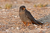 Red footed falcon (falco vespertinus)