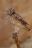 Little owl (athene noctua)