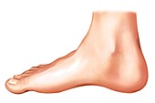 Anatomy regions of the right foot