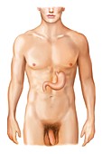 External projection of the stomach